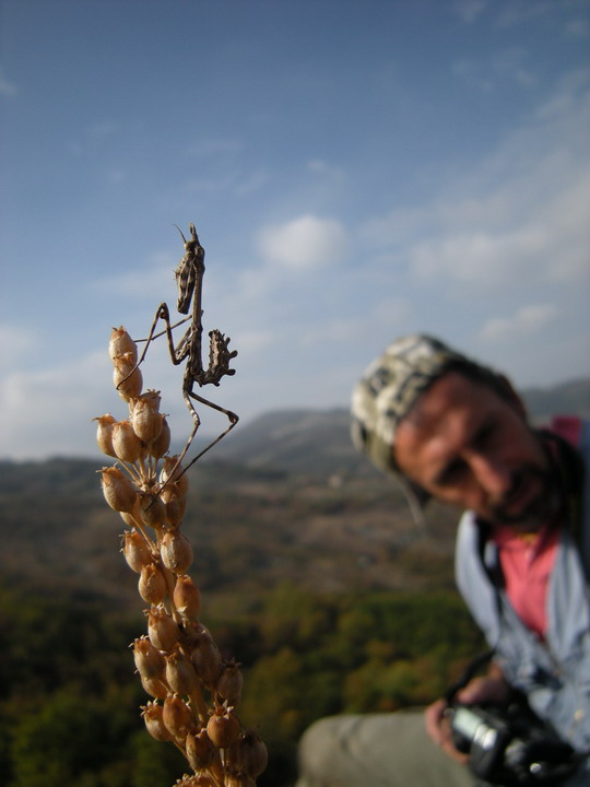 Report Empusa pennata, Conehead mantis, mantide religiosa